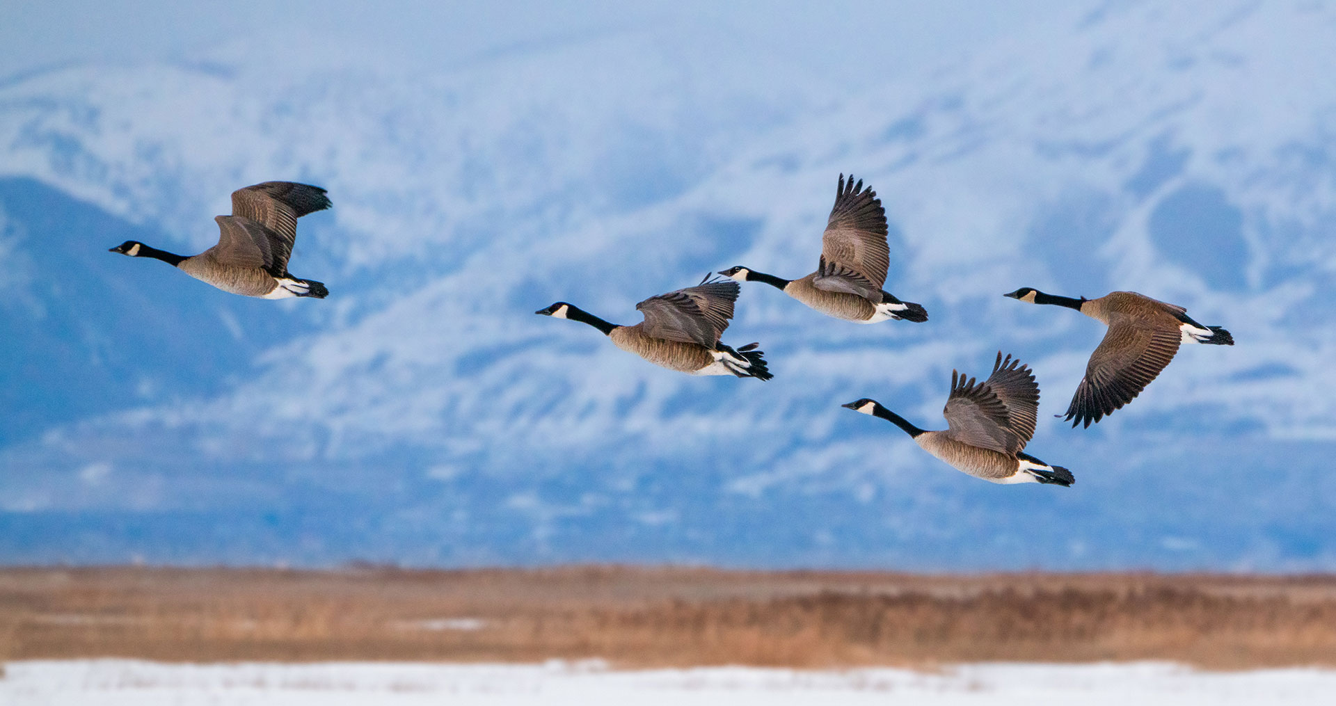 Stylized silhouette of geese flying in V formation on a gold background